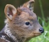 В Бристольском зоопарке родился первый олененок пуду
