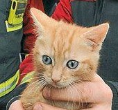 Пожарные спасли котенка с дерева над рекой