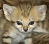 В израильском зоопарке родились барханные котята