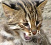 В красноярском зоопарке родились лесные дальневосточные котята