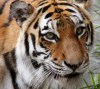Сибирская тигрица Гара опробовала новый бассейн (29 фото)