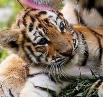 Тигрица Амурская с двумя тигрятами (фото + видео)