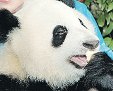 Валентина Матвиенко пообщалась с китайскими пандами