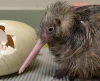 Первый птенец киви в этом сезоне вылупился в зоопарке Окленда