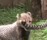 Гепардов из National Zoo выпустили в публичный вольер