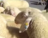 Модные овцы взорвали интернет!