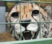 В зоопарк Paradise Wildlife Park завезли трех гепардов