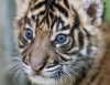 Суматранскому тигренку выбирают имя