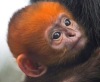 Детеныш лангура родился в зоопарке Сан-Франциско