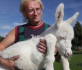 В немецком зоопарке родился ослик-альбинос