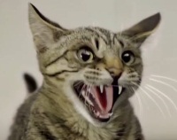Реклама Kia Picanto с храбрым котом
