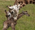 В Сафари-парке жирафа родила малыша перед глазами посетителей