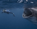 Дайвер чуть не попал в рот китовой акуле