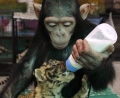 Шимпанзе заменила тигренку маму