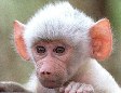 Белый бабуин попался на глаза фотографу
