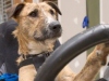 Австралийских псов научили водить машину