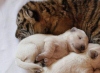 Новое видео овчарки Талли с щенками и тигрятами