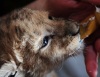 В зоопарке Венгрии родились три львенка (8 фото)