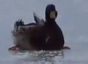 Житель Курганской области спас вмерзших в озеро уток