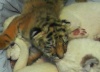Амурские тигрята в Ялтинском зоопарке играют с львятами