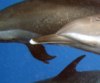 Дельфин помог спасти сородичей, которым грозила гибель