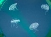 Медузы стали модными домашними питомцами в Великобритании