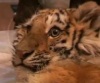 В Приморье спасли из капкана браконьеров тигренка