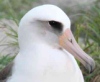 Самая старая самка альбатроса в мире снова удивила ученых