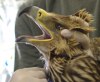 В израильском зоопарке заново учат летать орла