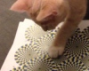 Кошки тоже могут видеть оптические иллюзии!
