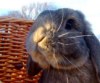 Кролик-путешественник с хозяином объехал всю Шотландию