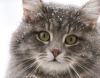 Профессор Асланян: «Кошки знают нас лучше, чем мы их»
