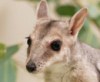 В австралийском зоопарке появился редкий валлаби