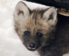 В чешском зоопарке показали гривистых волчат