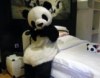 Отель для любителей панд открывают в Китае