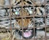 Третьего за месяц тигренка спасли в Приморье