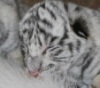 В Тбилисском зоопарке белая тигрица родила трех детенышей