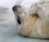 В калининградском зоопарке родился детеныш тюленя