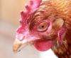 Курица в Китае несёт гигантские яйца-матрёшки
