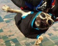 Мопс Отис обожает прыжки с парашютом