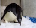 Аномальным холодам в Новой Зеландии не рад даже пингвин