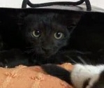 Черный кот в черной сумке