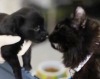 Нижегородская кошка выкармливает двух щенят и чужого котенка