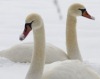 В разгар снегопадов в Сибирь прилетели лебеди