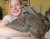 Гигантский кролик нацелился на рекорд веса