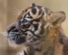 Зоопарк Сан-Франциско показал тигренка