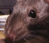 В Челябинске работает первая российская крыса - сапер