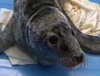 В Репино заработал спасательный центр для тюленей