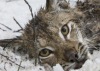 В Литве из петли браконьера вызволили рысь (+ видео)