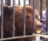 В пермском зоопарке медведям дали медовые булочки
